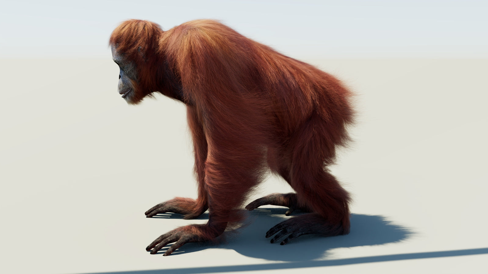 Orangutan Rigged Fur 3D Model 360° view 1 frame 28