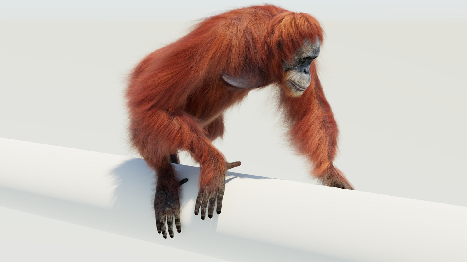 Orangutan 3D Model Animated Fur 360° view 4 frame 6