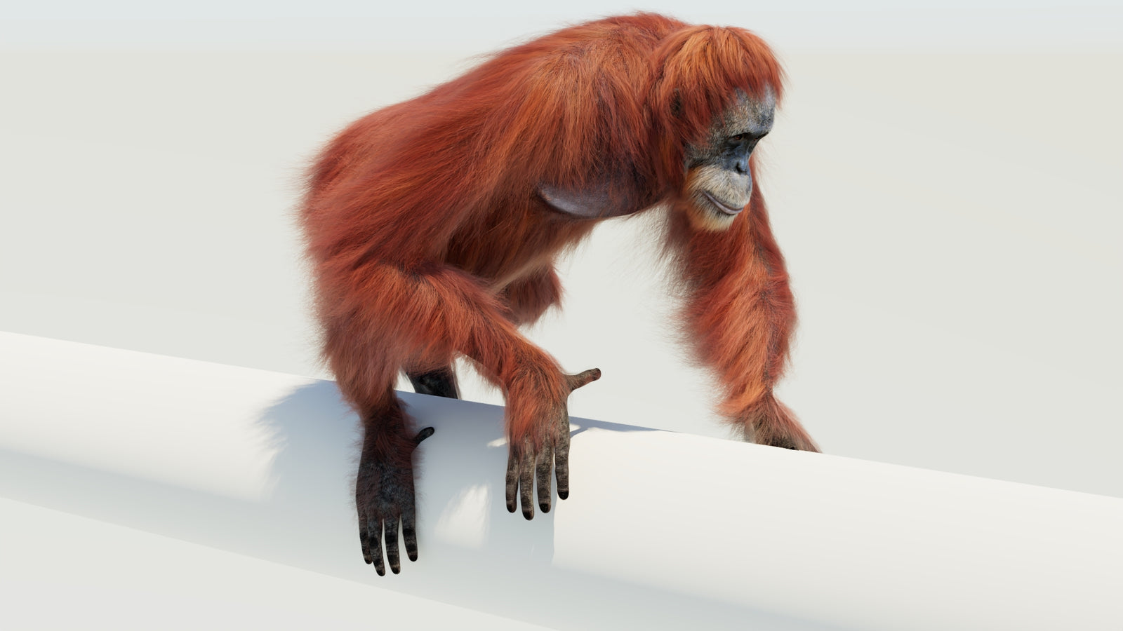 Orangutan 3D Model Animated Fur 360° view 4 frame 9