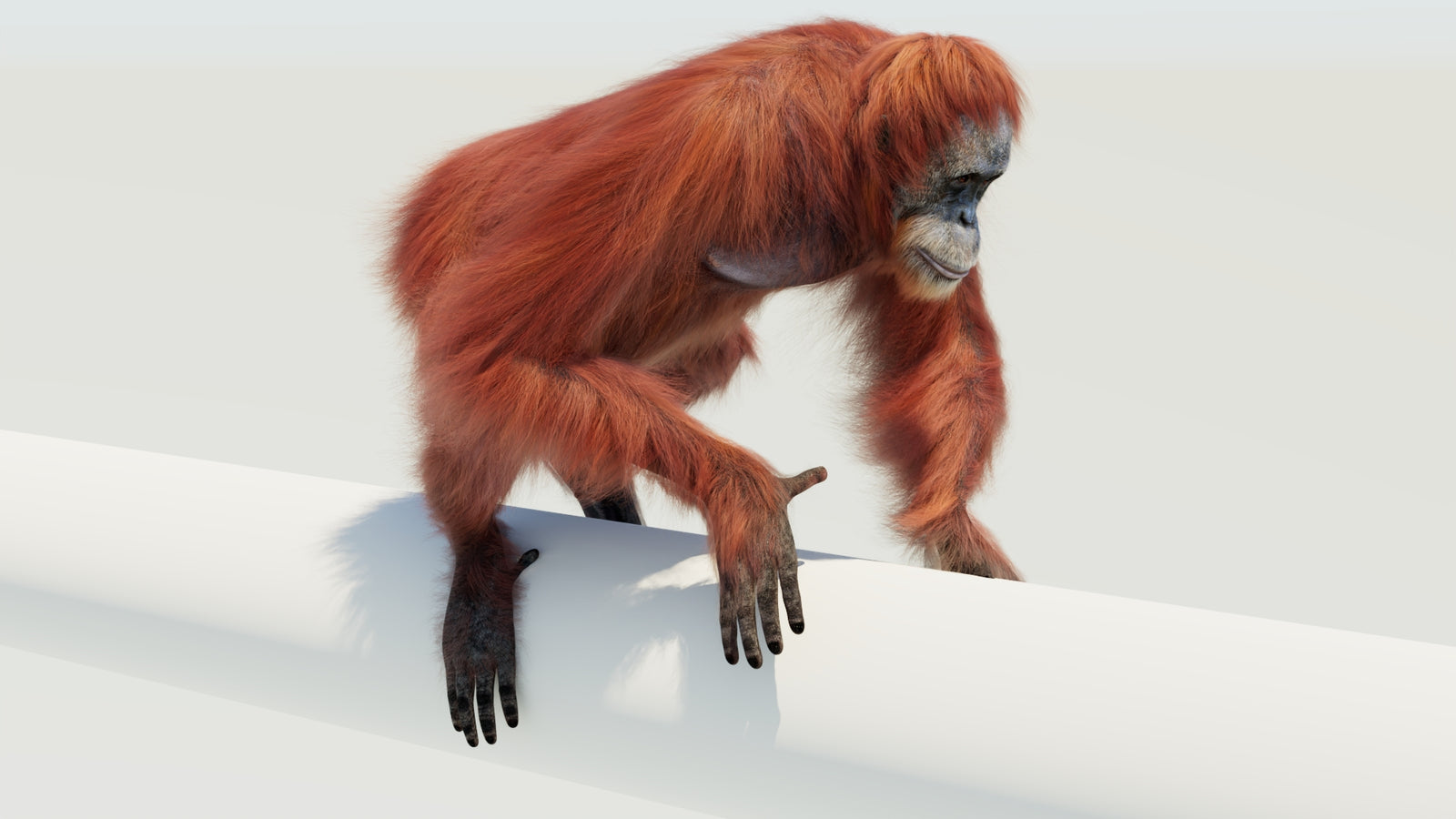 Orangutan 3D Model Animated Fur 360° view 4 frame 12