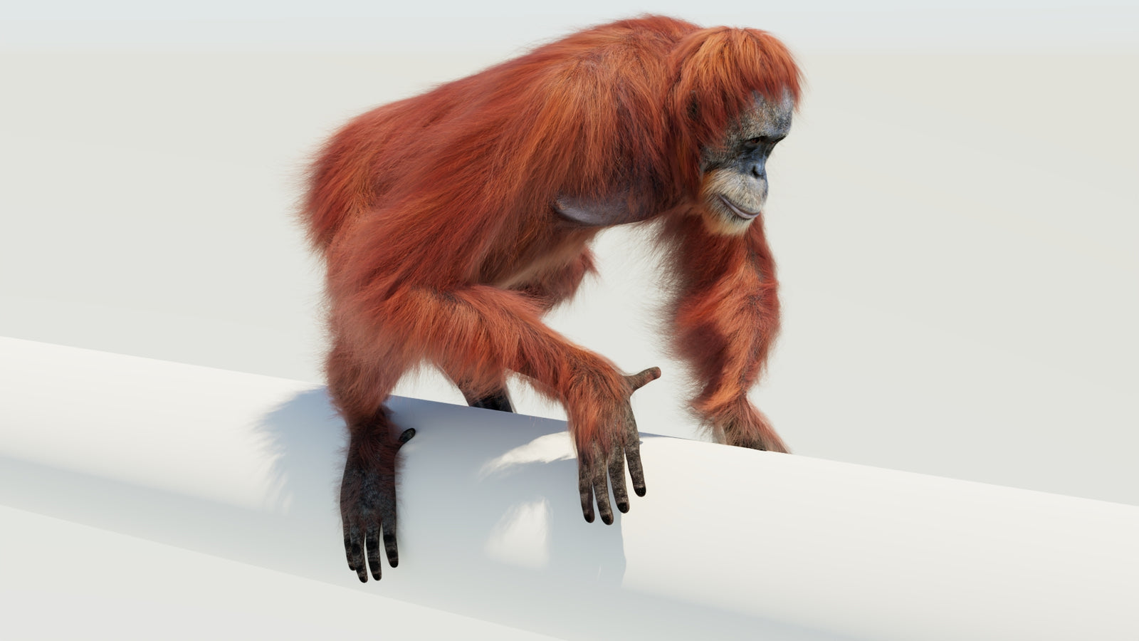 Orangutan 3D Model Animated Fur 360° view 4 frame 13