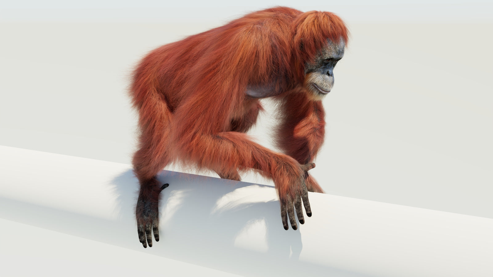 Orangutan 3D Model Animated Fur 360° view 4 frame 17