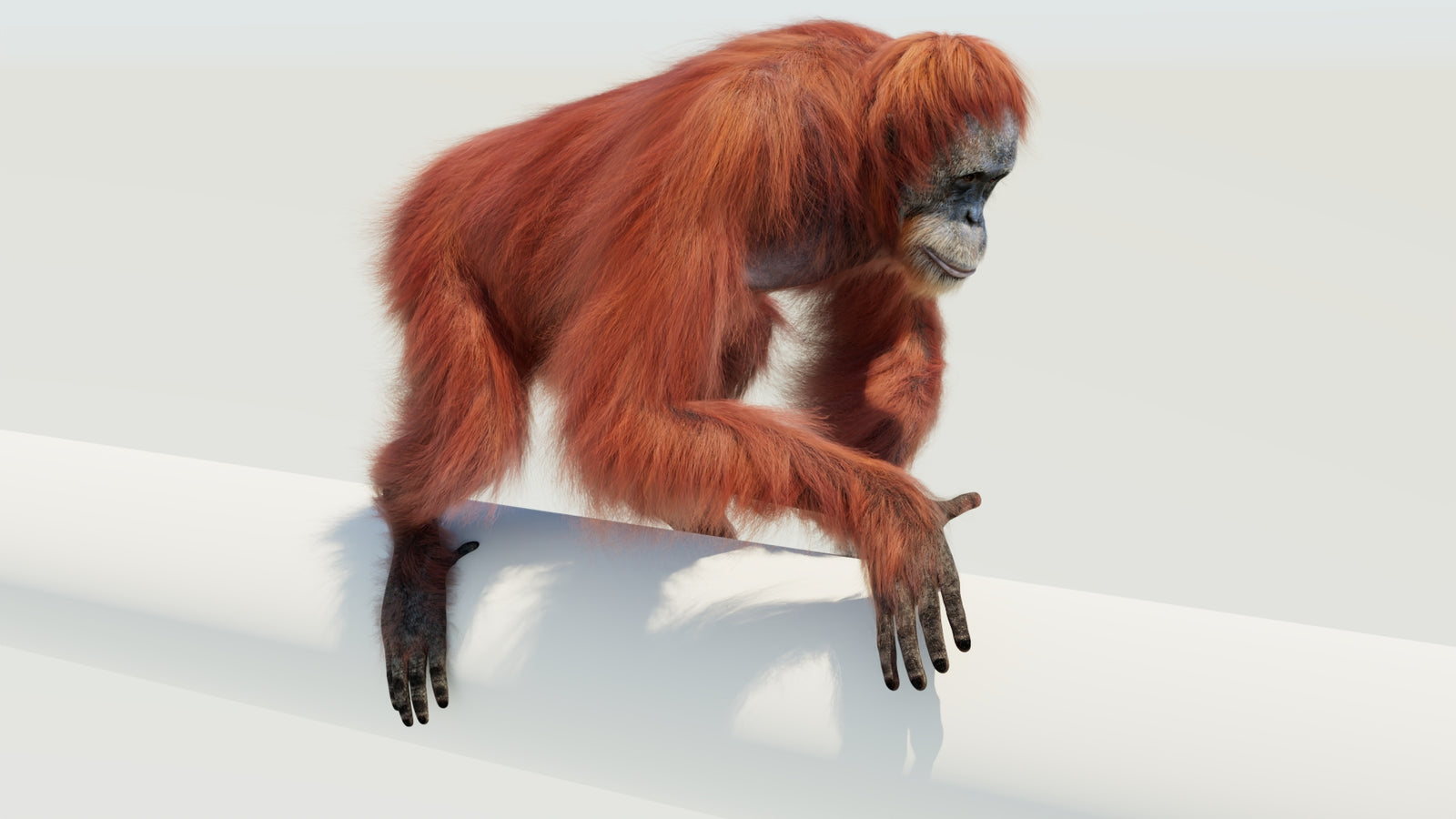 Orangutan 3D Model Animated Fur 360° view 4 frame 19