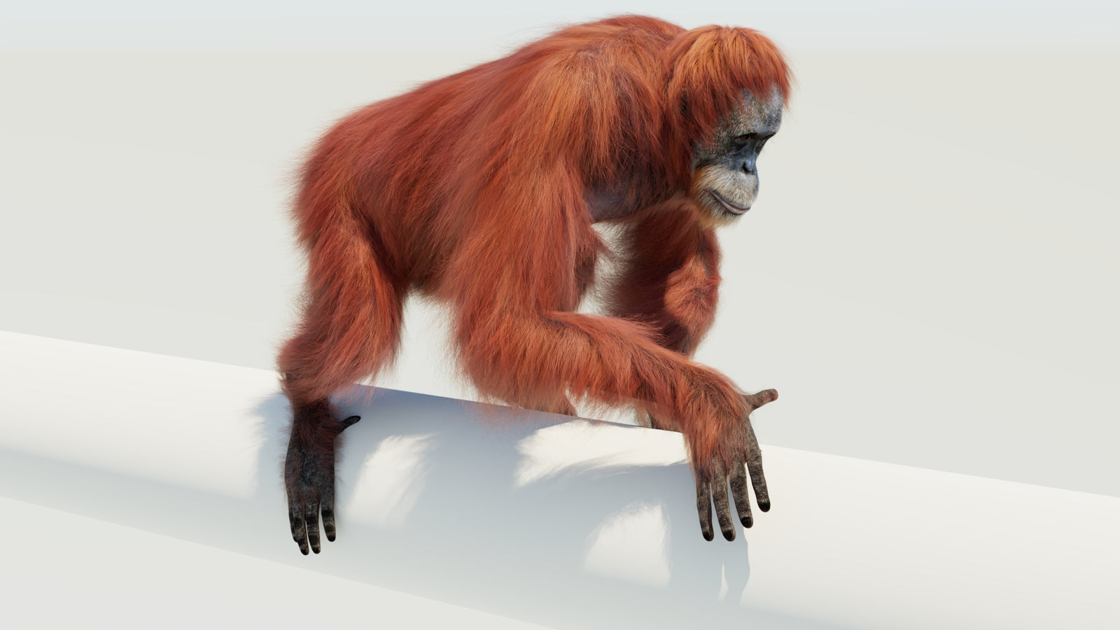 Orangutan 3D Model Animated Fur 360° view 4 frame 20