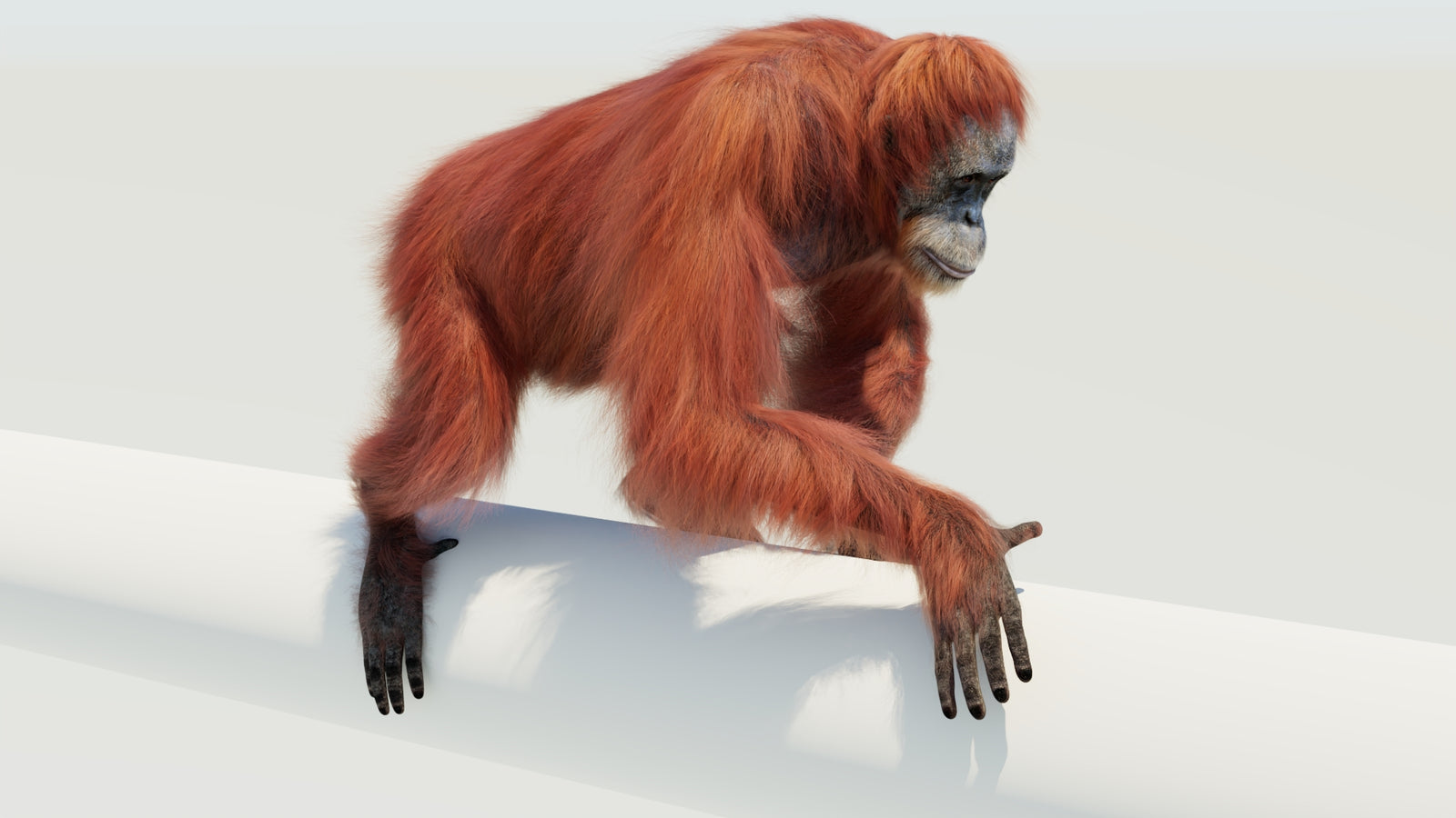 Orangutan 3D Model Animated Fur 360° view 4 frame 21
