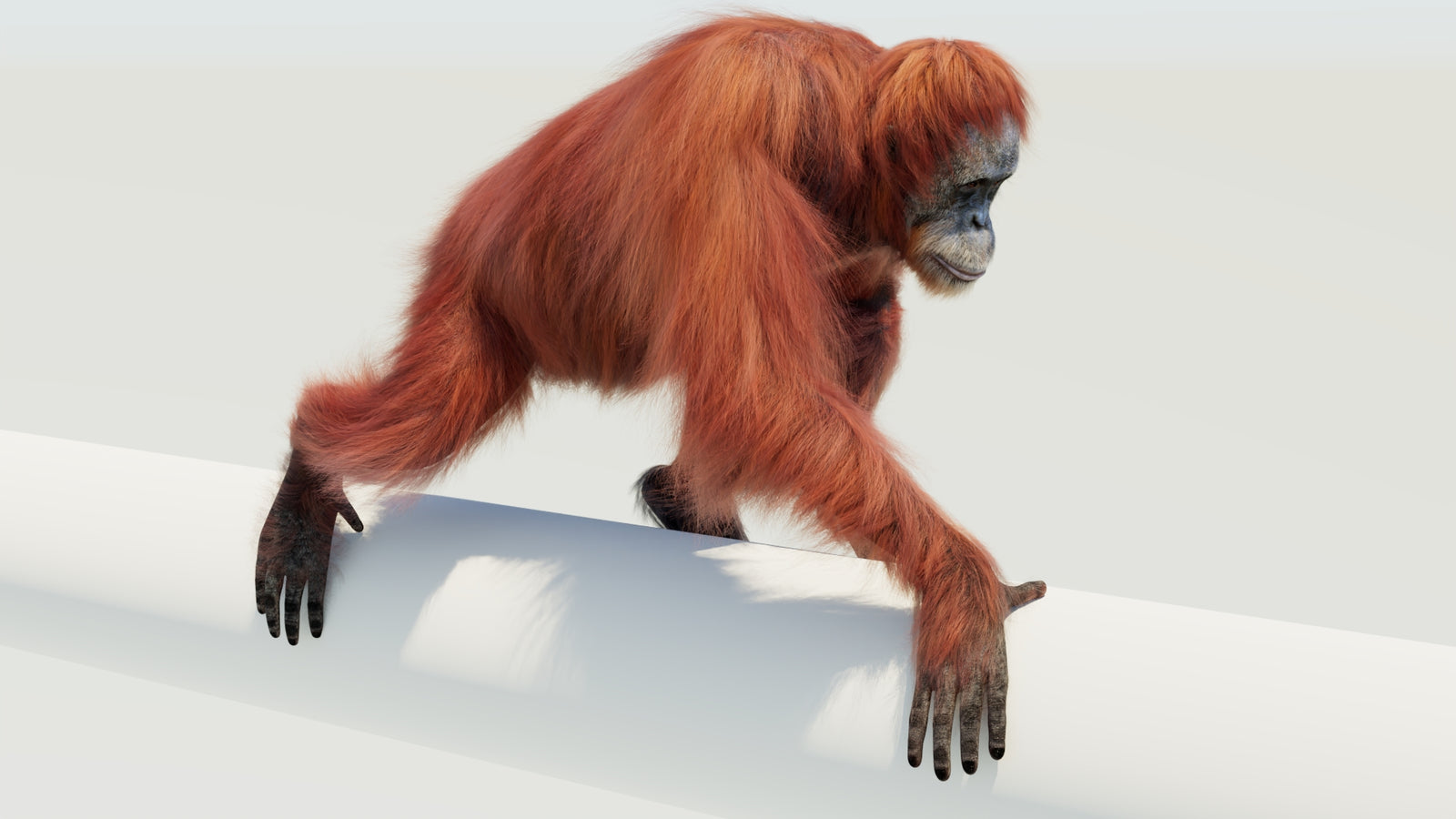 Orangutan 3D Model Animated Fur 360° view 4 frame 36