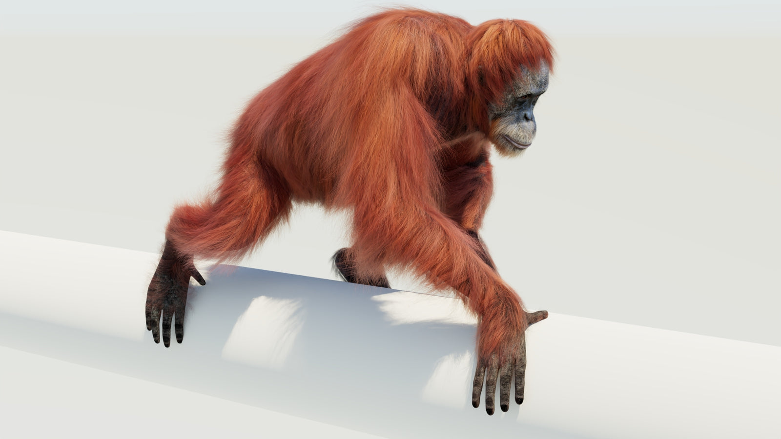 Orangutan 3D Model Animated Fur 360° view 4 frame 38