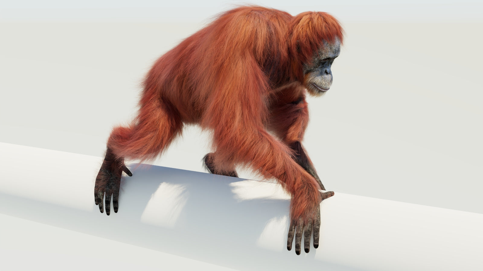 Orangutan 3D Model Animated Fur 360° view 4 frame 39
