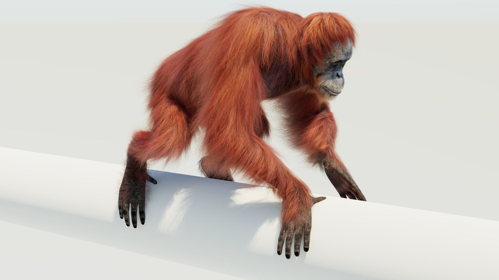Orangutan 3D Model Animated Fur 360° view 4 frame 43