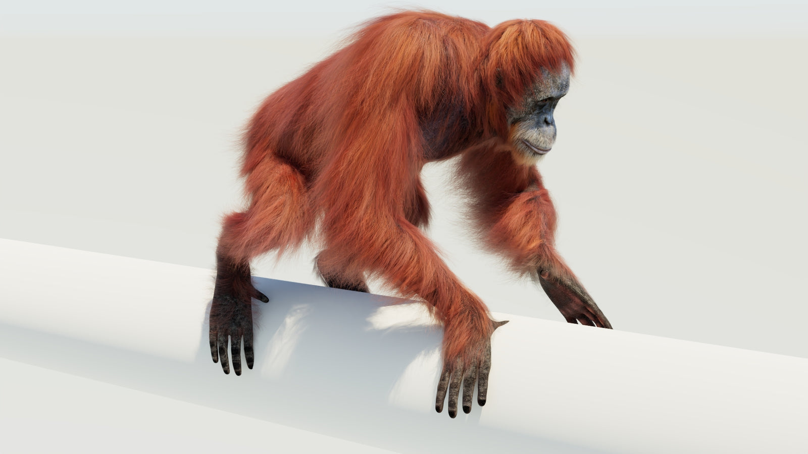 Orangutan 3D Model Animated Fur 360° view 4 frame 45