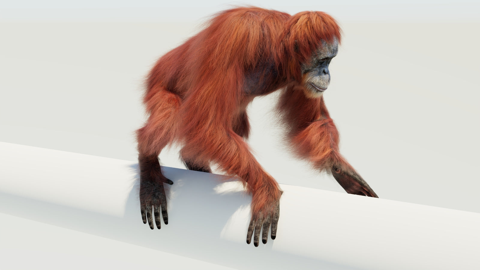 Orangutan 3D Model Animated Fur 360° view 4 frame 48