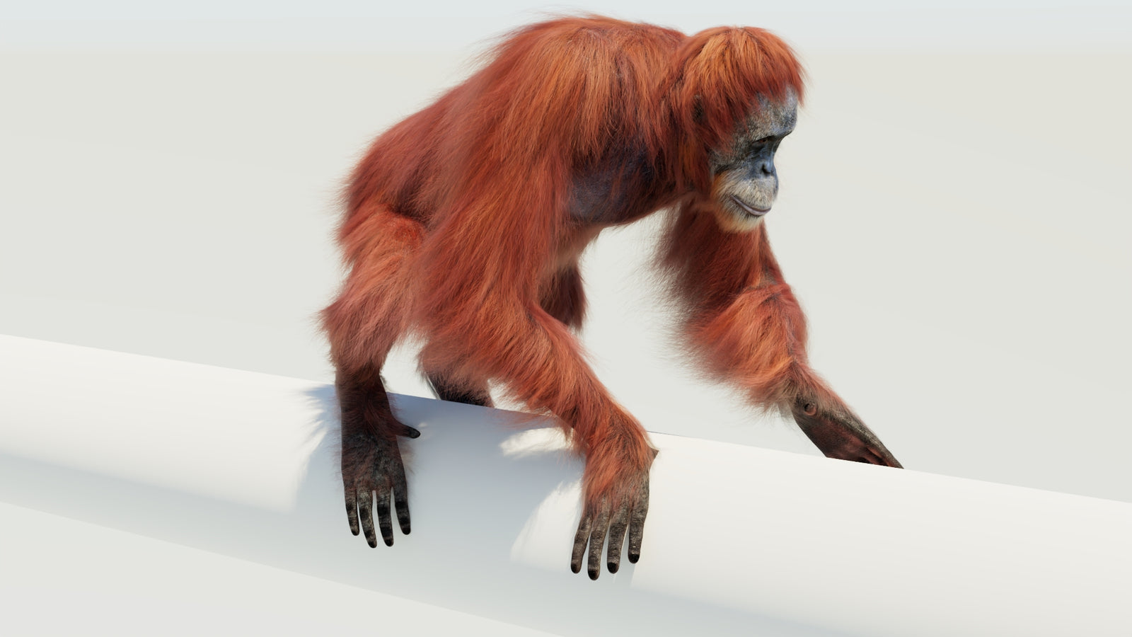 Orangutan 3D Model Animated Fur 360° view 4 frame 49