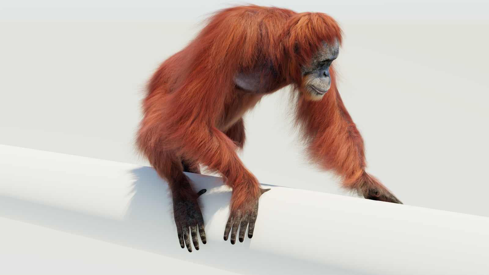 Orangutan 3D Model Animated Fur 360° view 4 frame 54