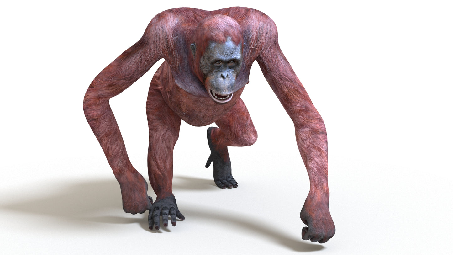 Animated Female Orangutan 3D Model