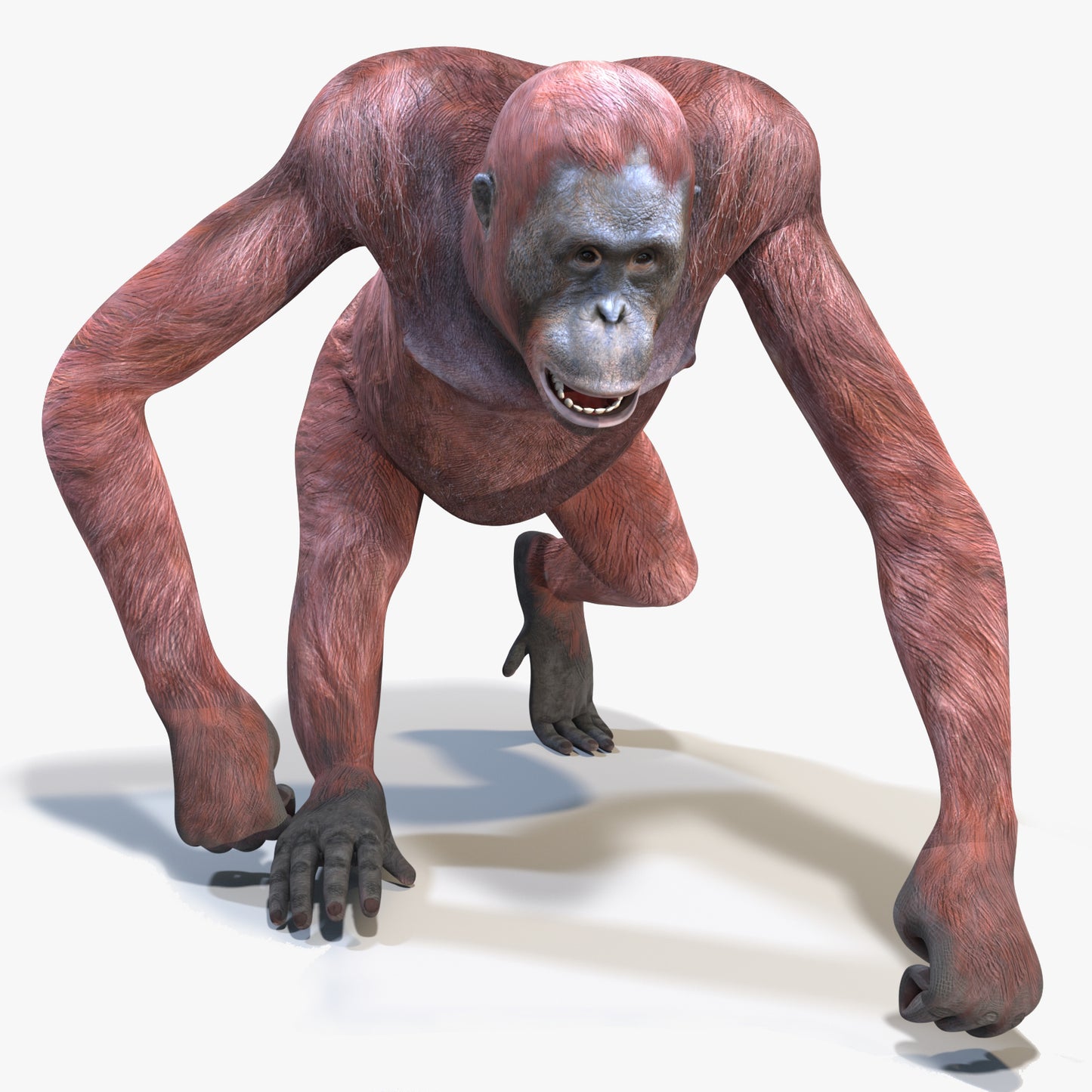 Animated Female Orangutan 3D Model