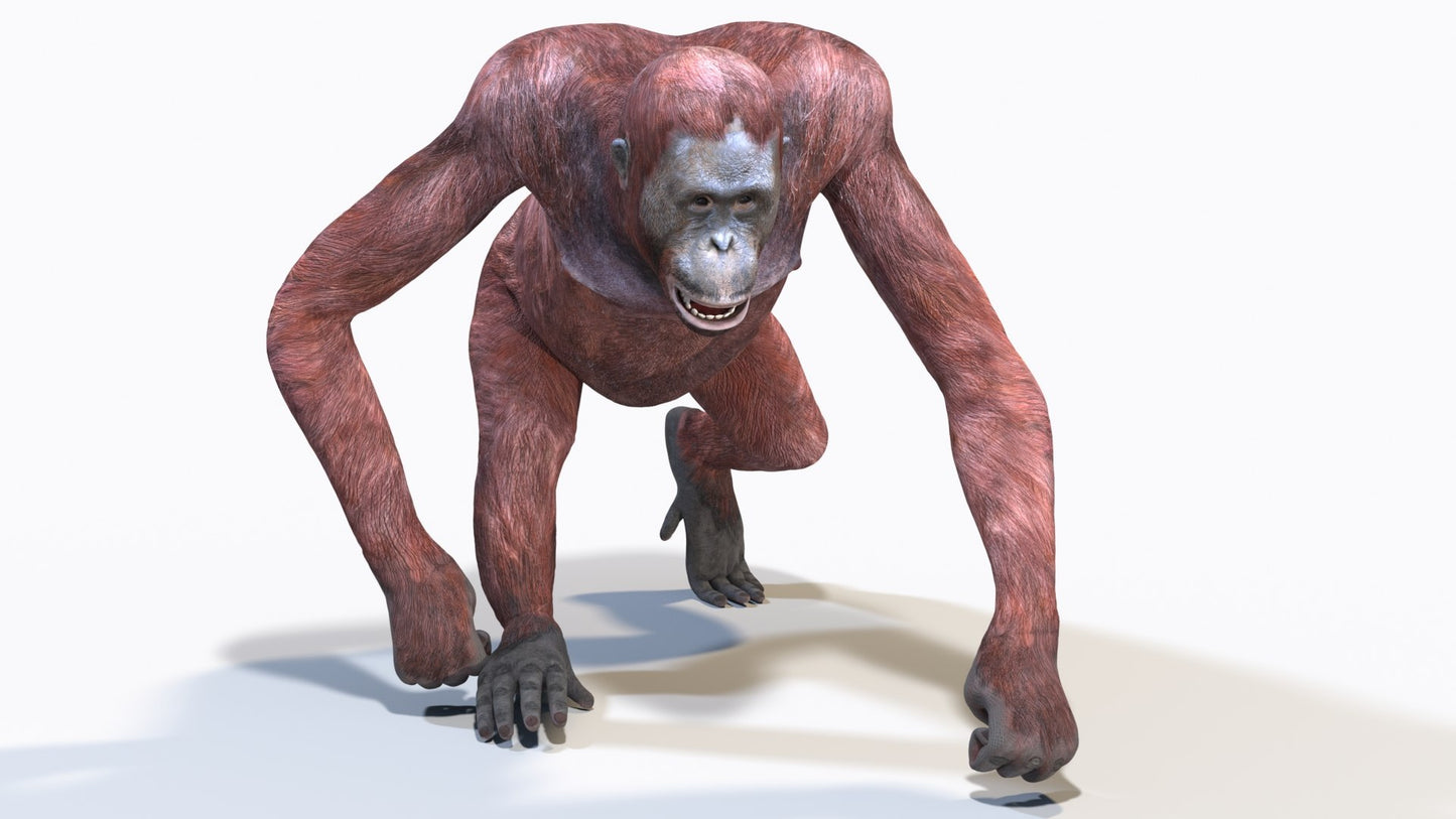 Animated Female Orangutan 3D Model