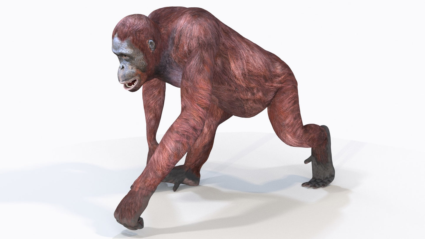 Animated Female Orangutan 3D Model