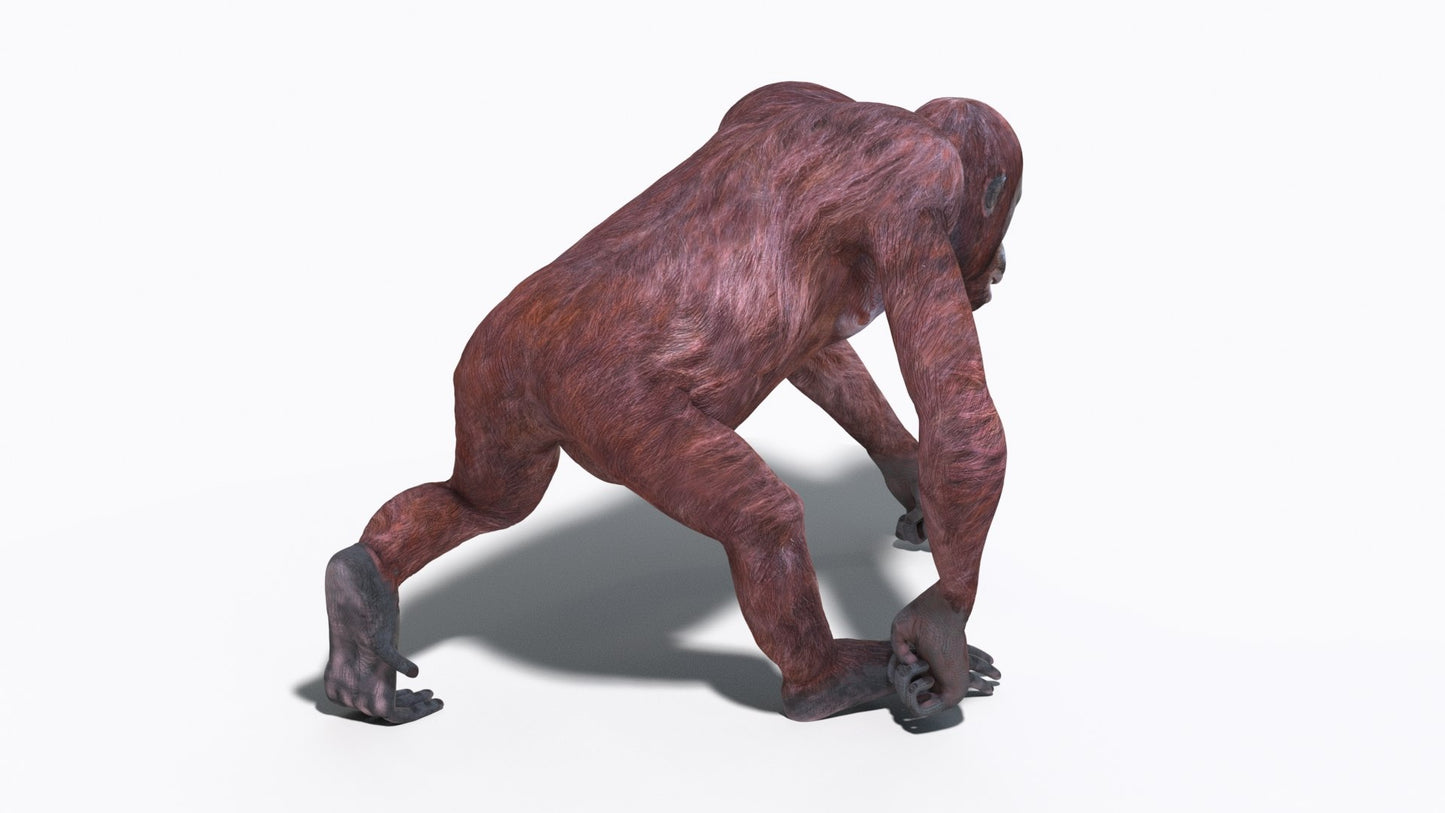 Animated Female Orangutan 3D Model