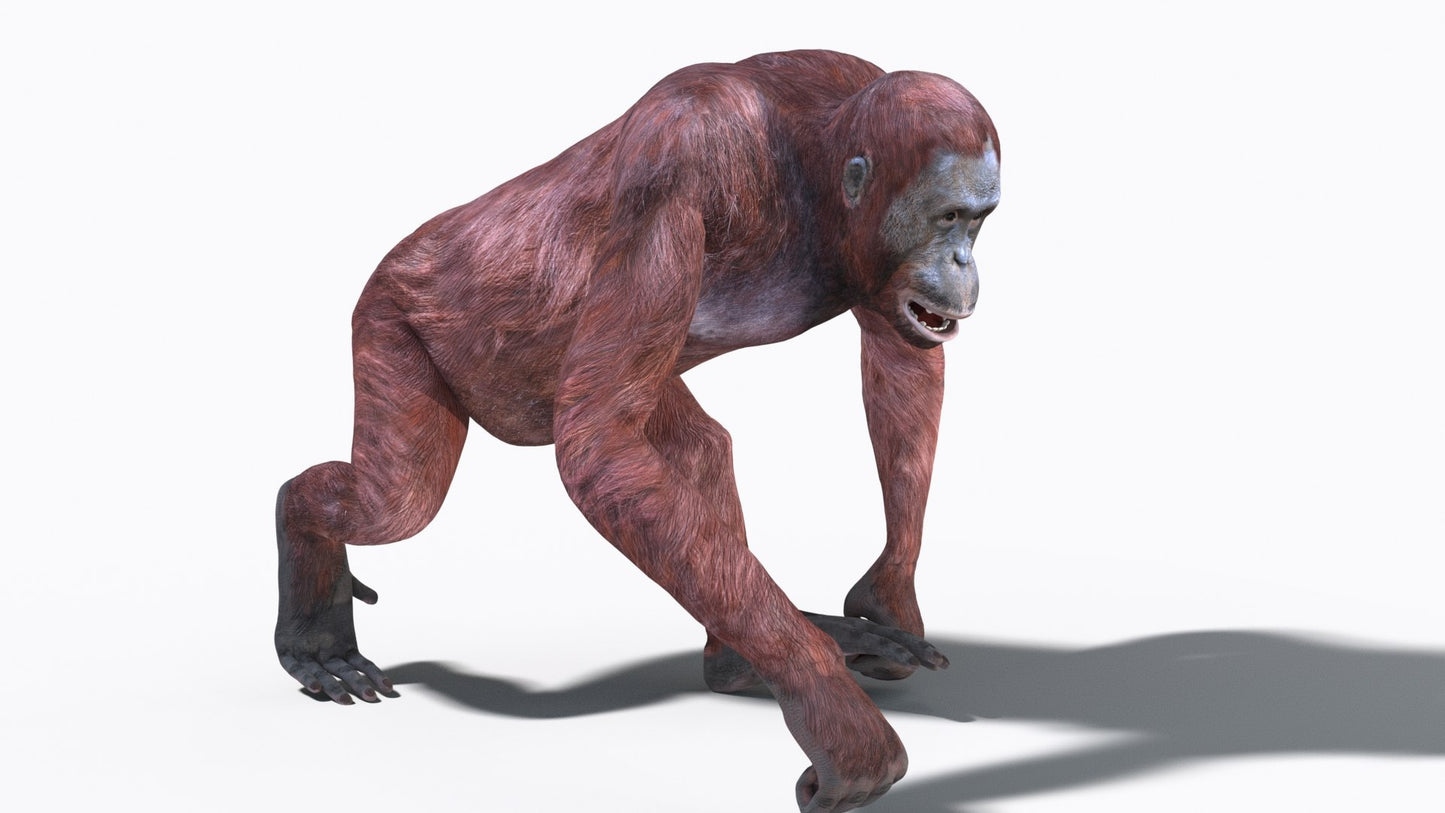 Animated Female Orangutan 3D Model