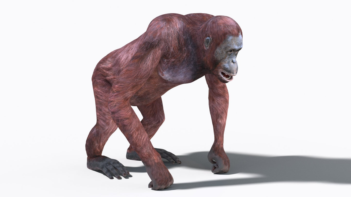Animated Female Orangutan 3D Model