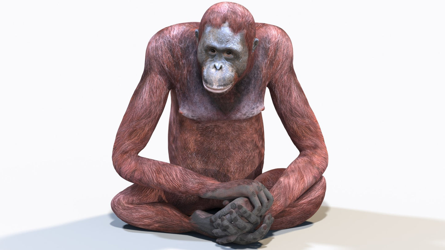 Animated Female Orangutan 3D Model