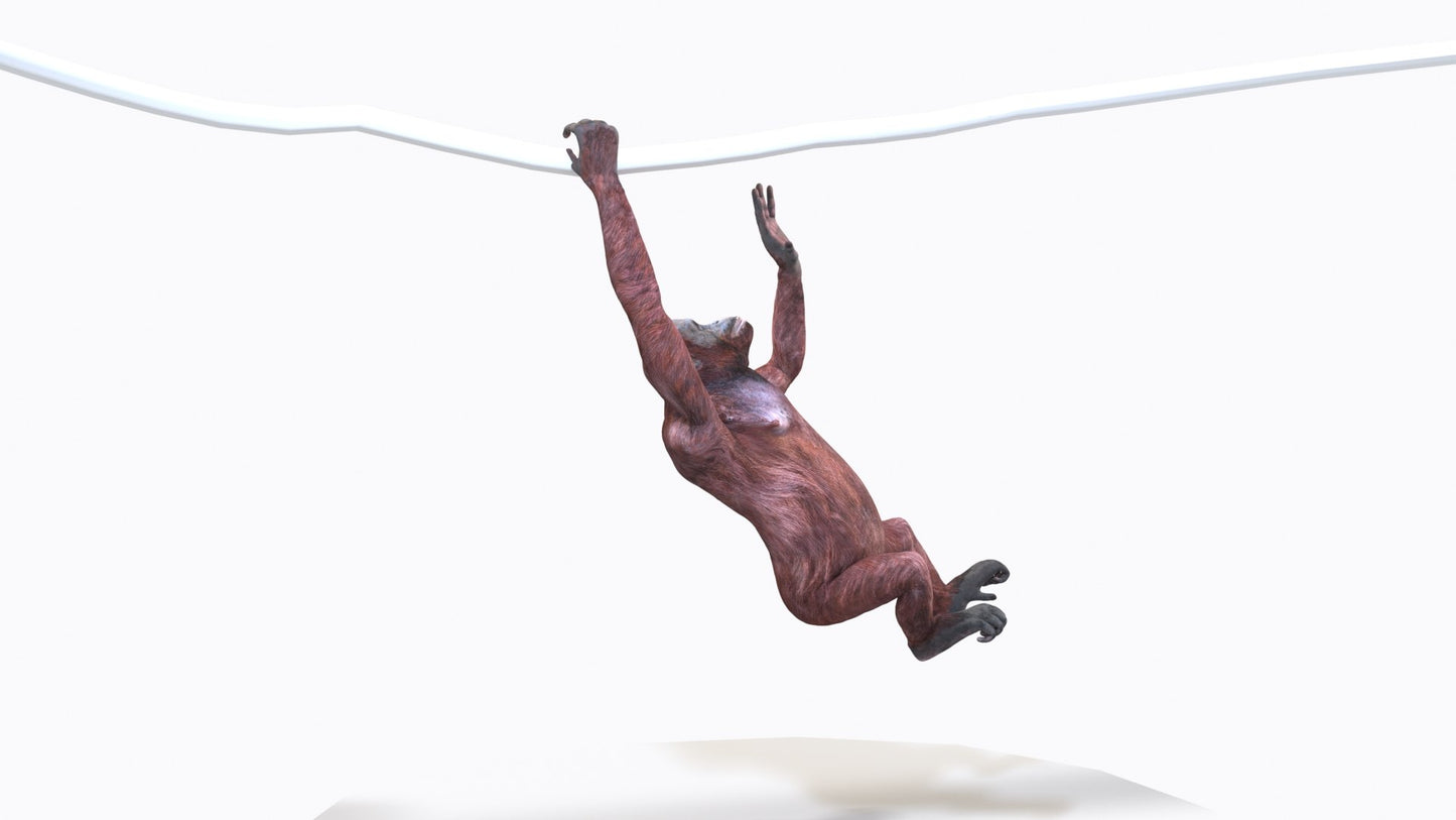 Animated Female Orangutan 3D Model