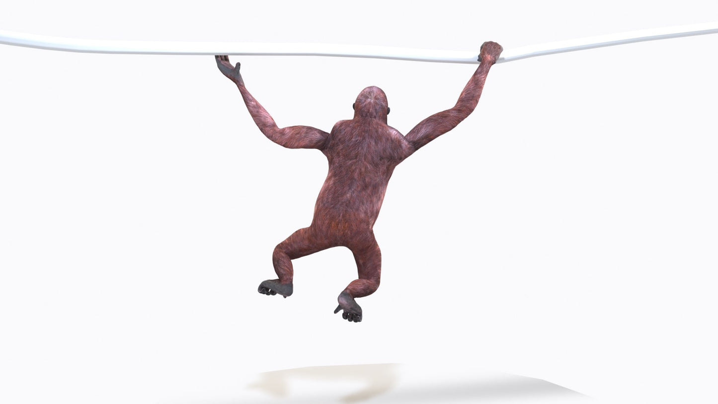 Animated Female Orangutan 3D Model