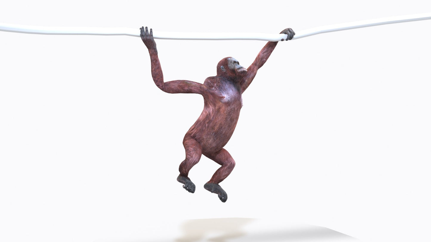 Animated Female Orangutan 3D Model