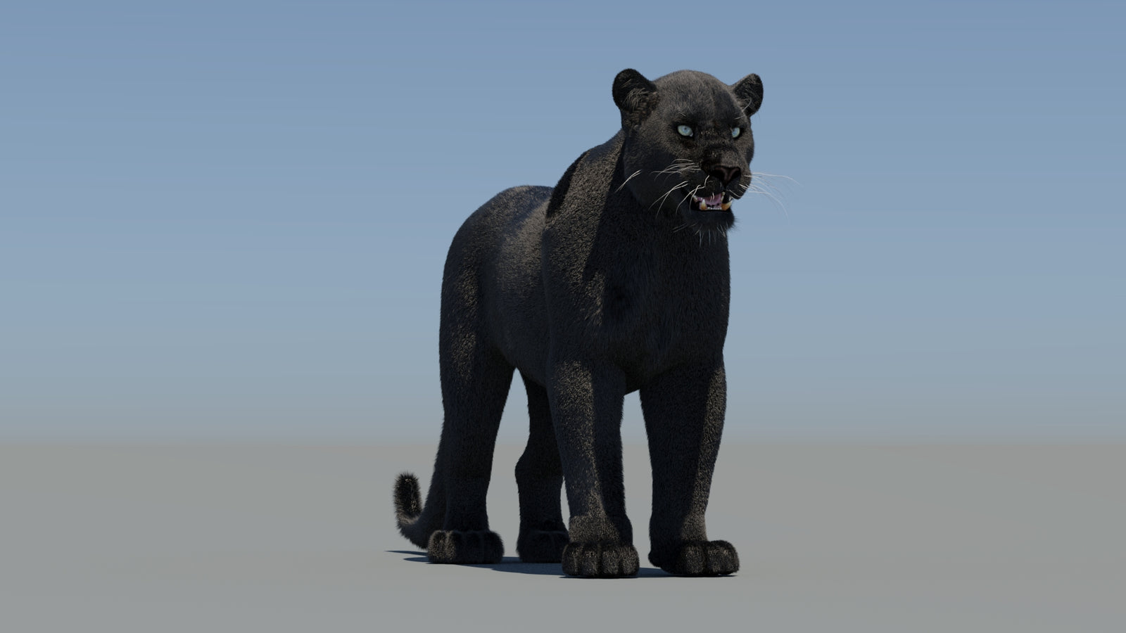 Black Panther 3D Model with Fur 360° view 2 frame 3