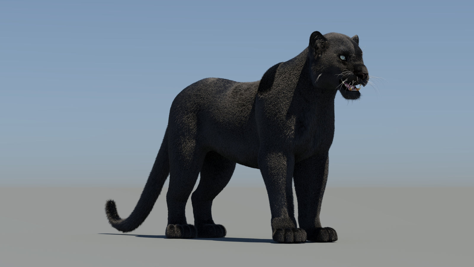 Black Panther 3D Model with Fur 360° view 2 frame 5