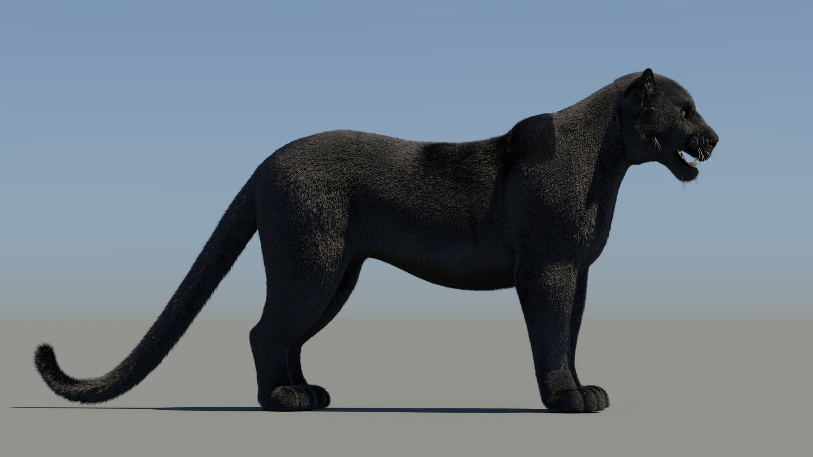 Rigged Black Panther 3D Model with Fur 360° view 1 frame 9