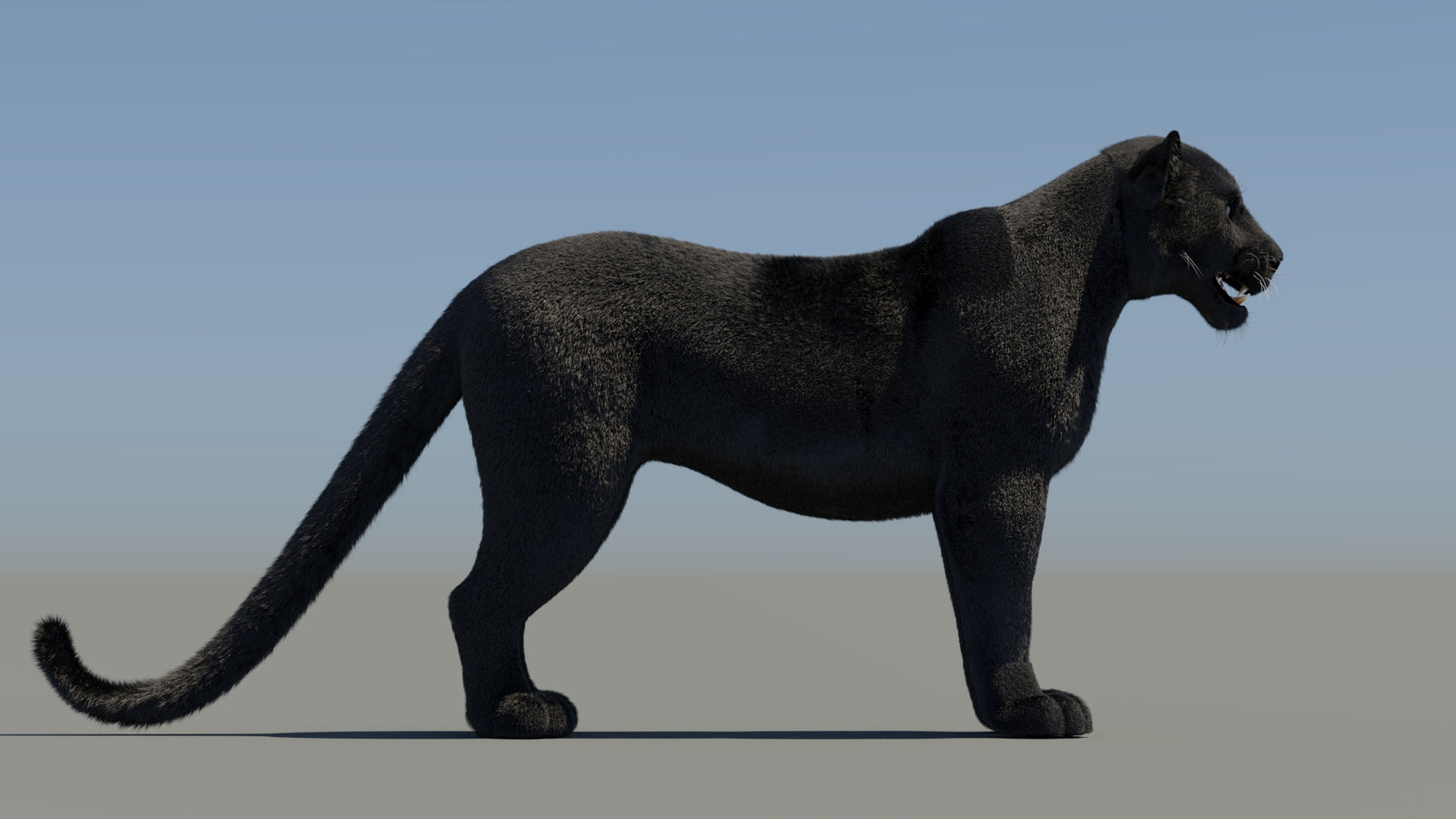Rigged Black Panther 3D Model with Fur 360° view 1 frame 10