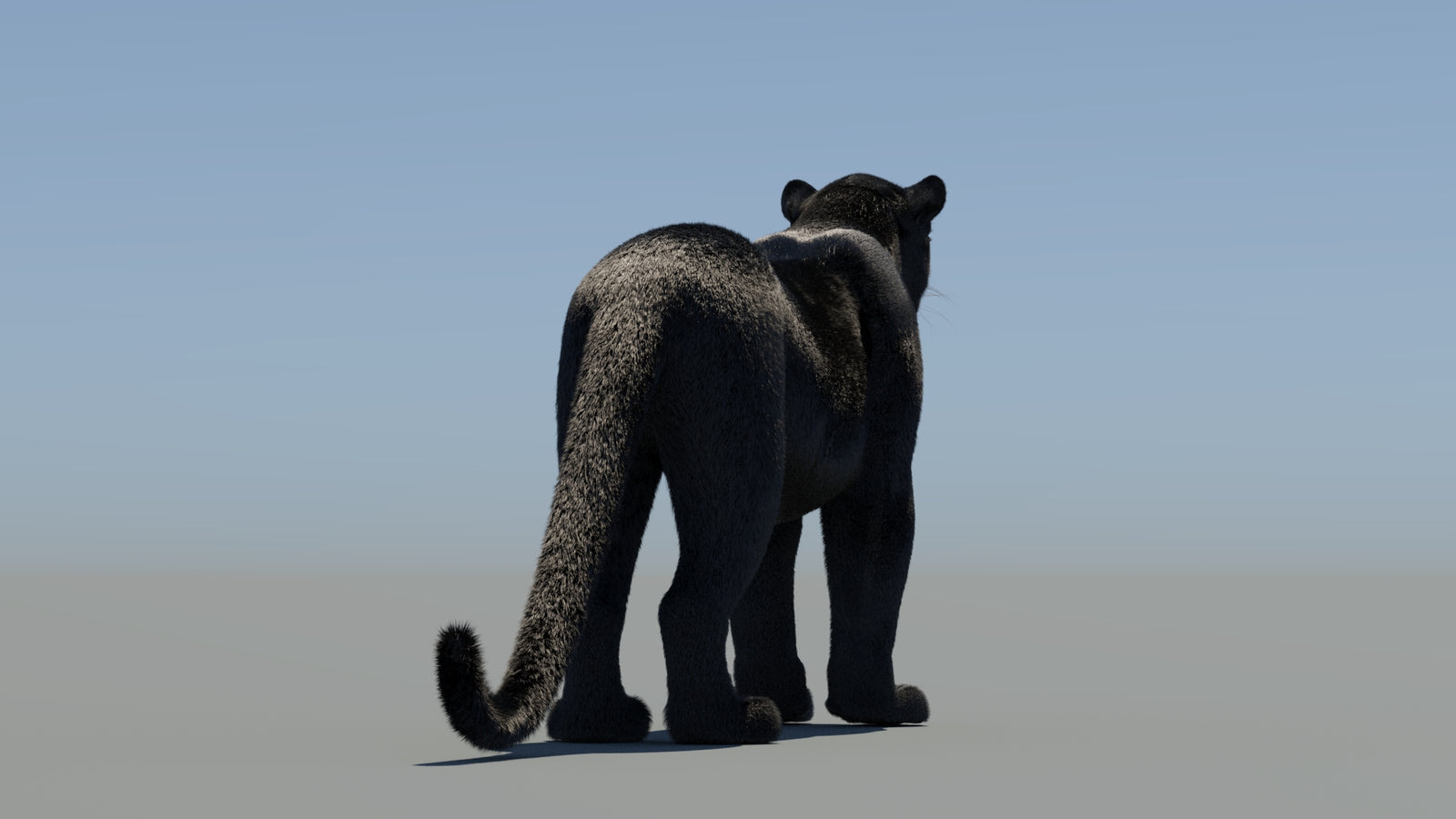 Rigged Black Panther 3D Model with Fur 360° view 1 frame 17