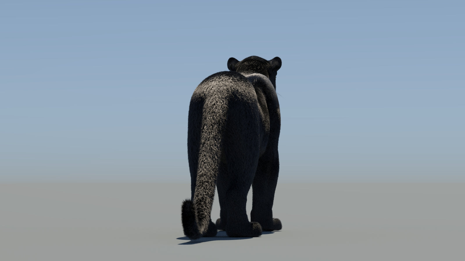 Black Panther 3D Model with Fur 360° view 2 frame 18