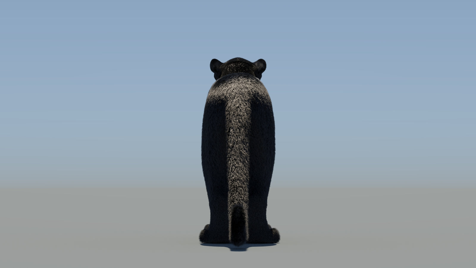 Black Panther 3D Model with Fur 360° view 2 frame 19