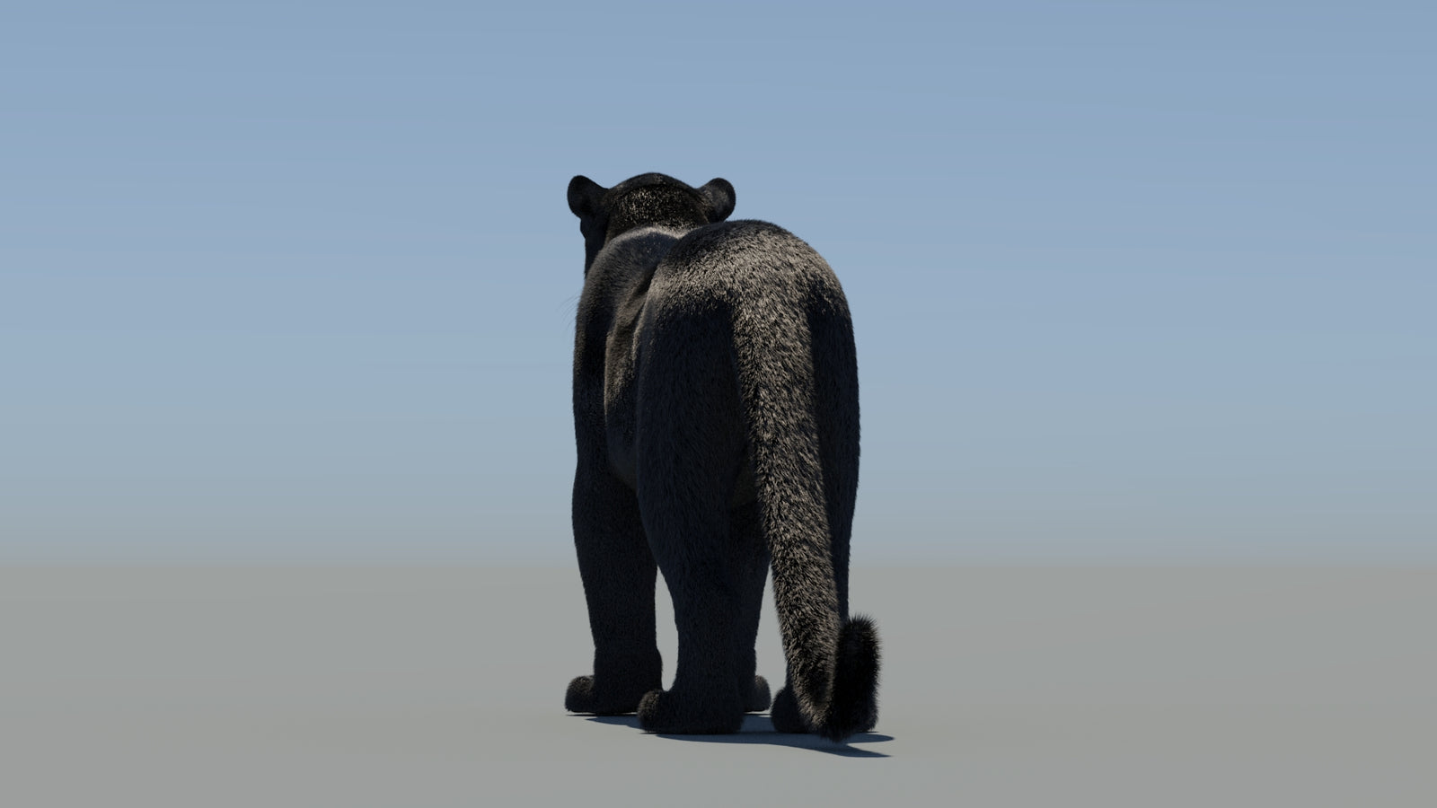 Rigged Black Panther 3D Model with Fur 360° view 1 frame 20