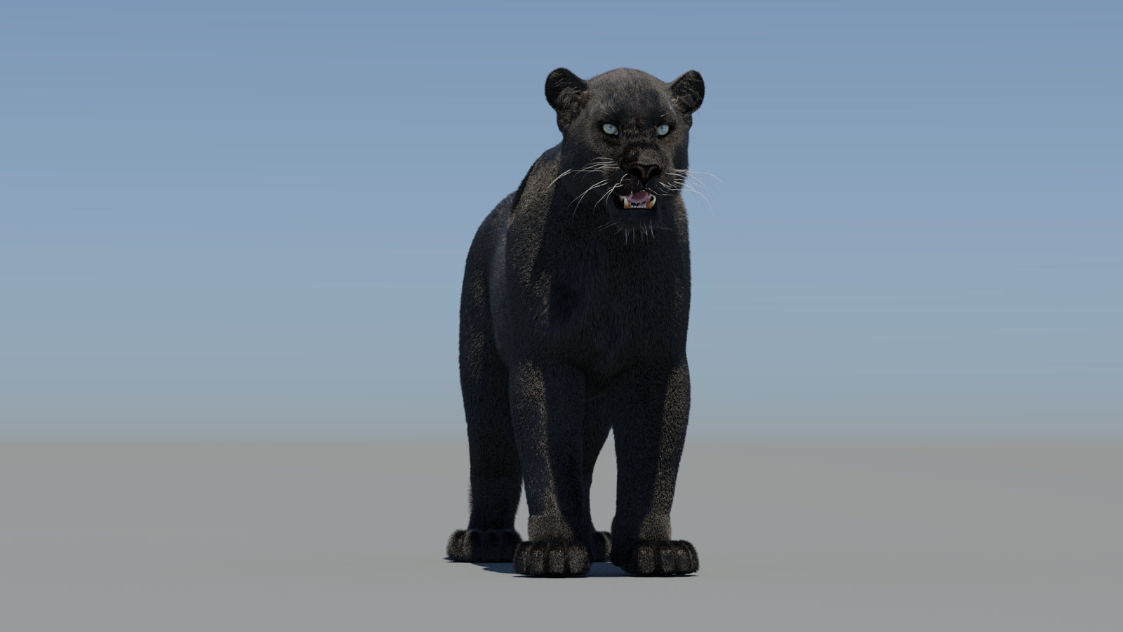 Animated Black Panther 3D Model Fur 360° view 1 frame 2