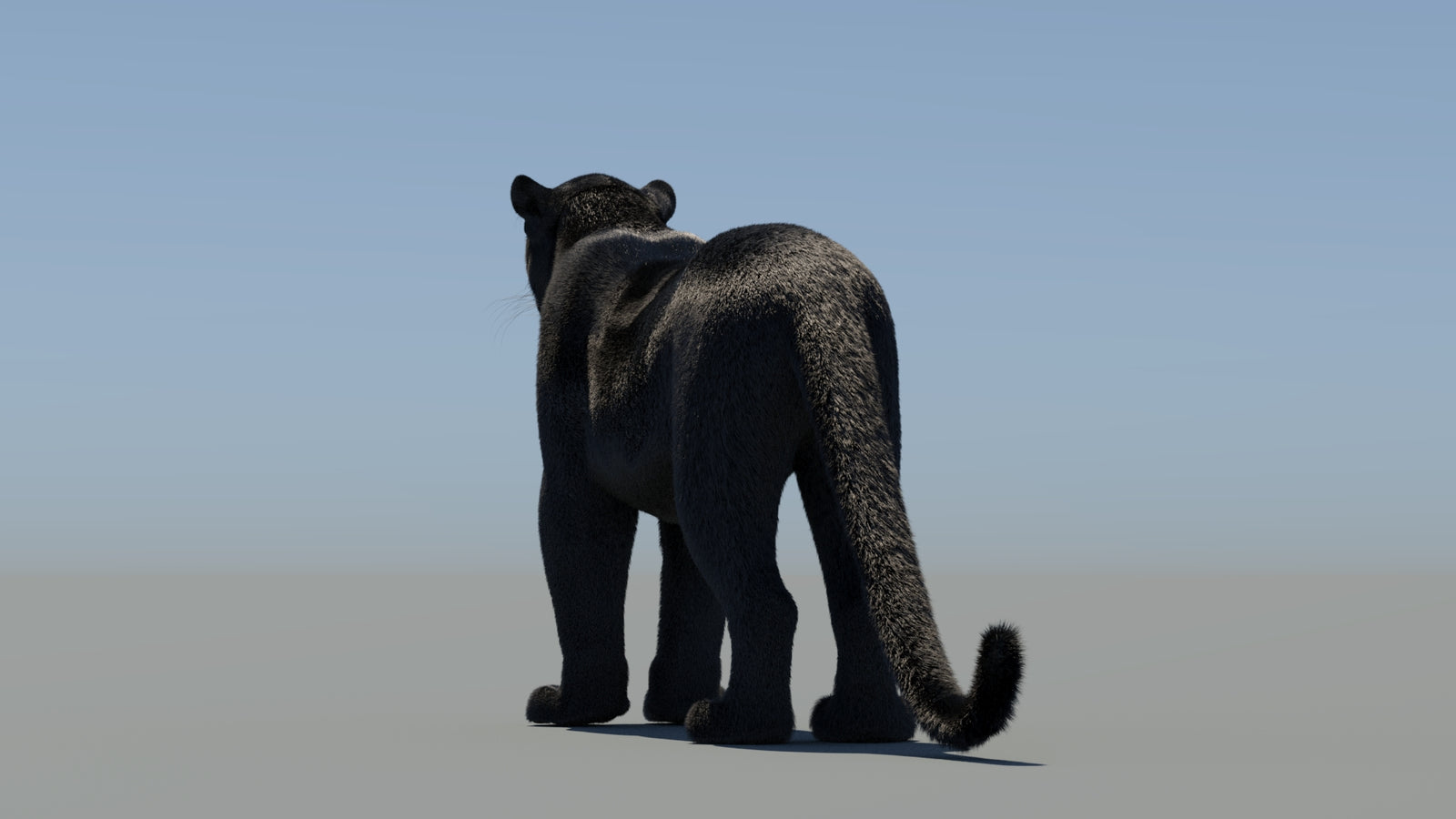 Rigged Black Panther 3D Model with Fur 360° view 1 frame 21