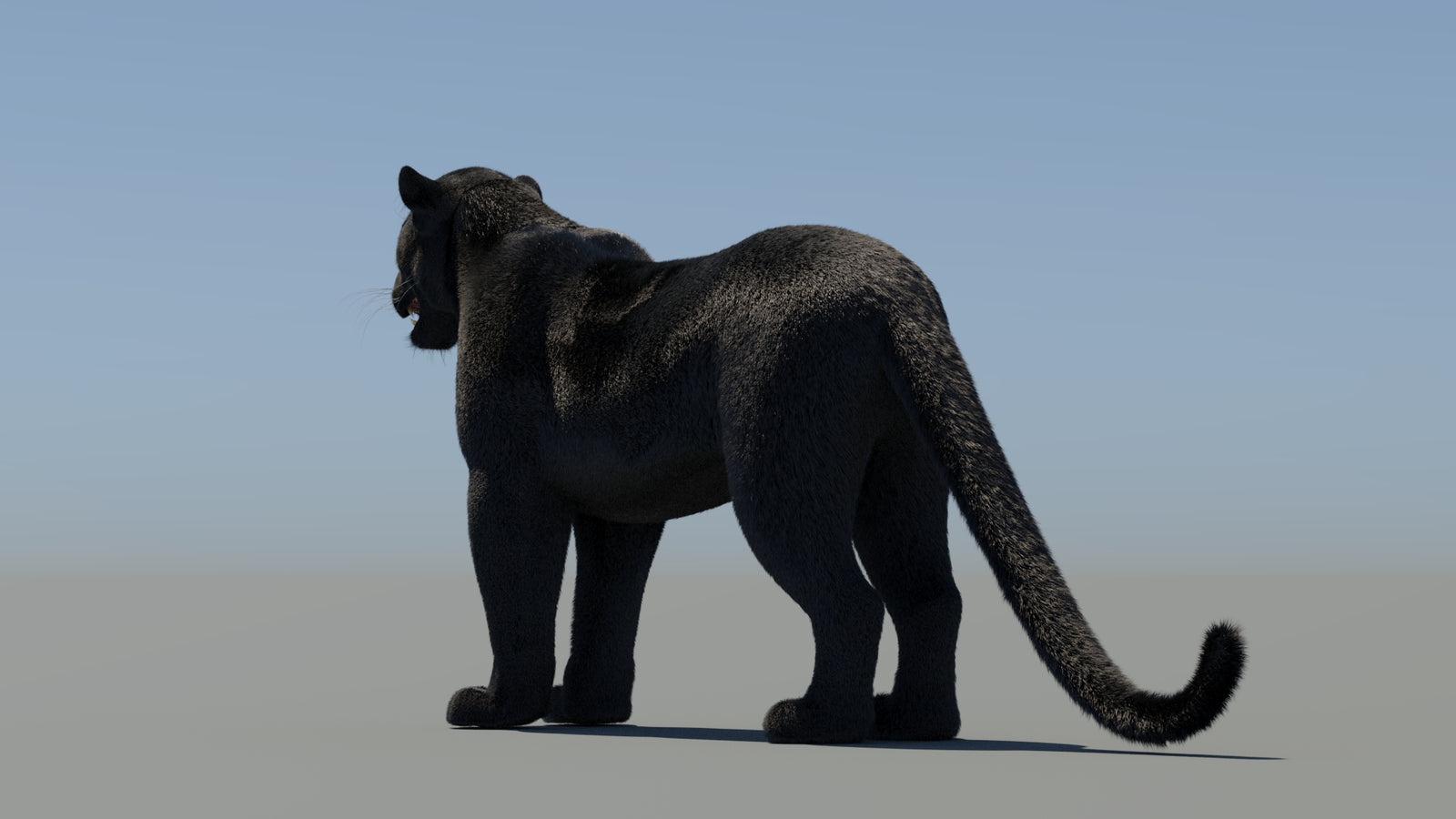 Black Panther 3D Model with Fur 360° view 2 frame 23
