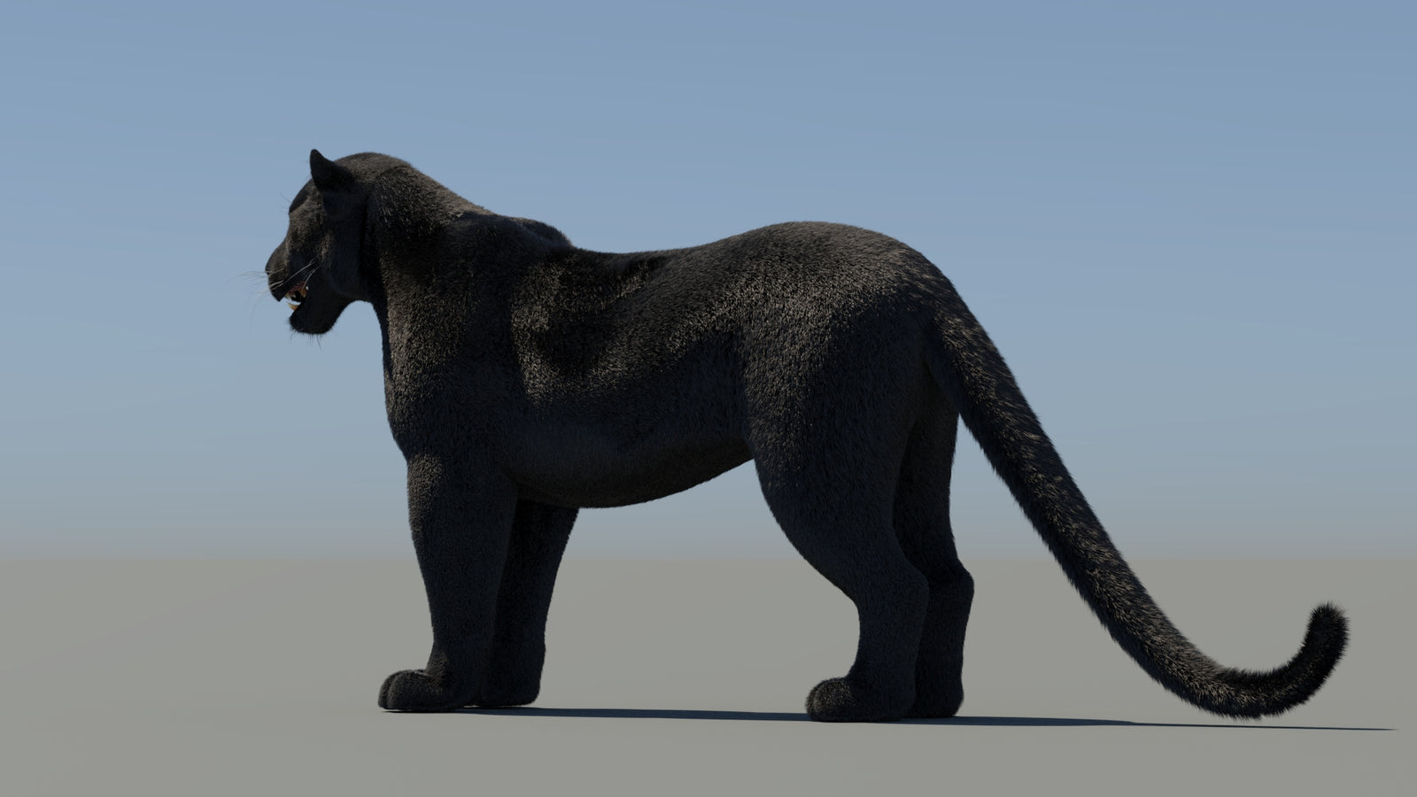 Rigged Black Panther 3D Model with Fur 360° view 1 frame 25