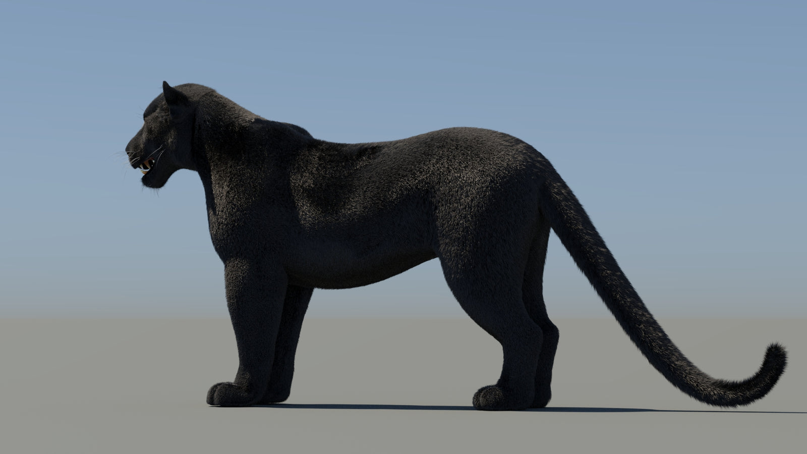 Rigged Black Panther 3D Model with Fur 360° view 1 frame 26