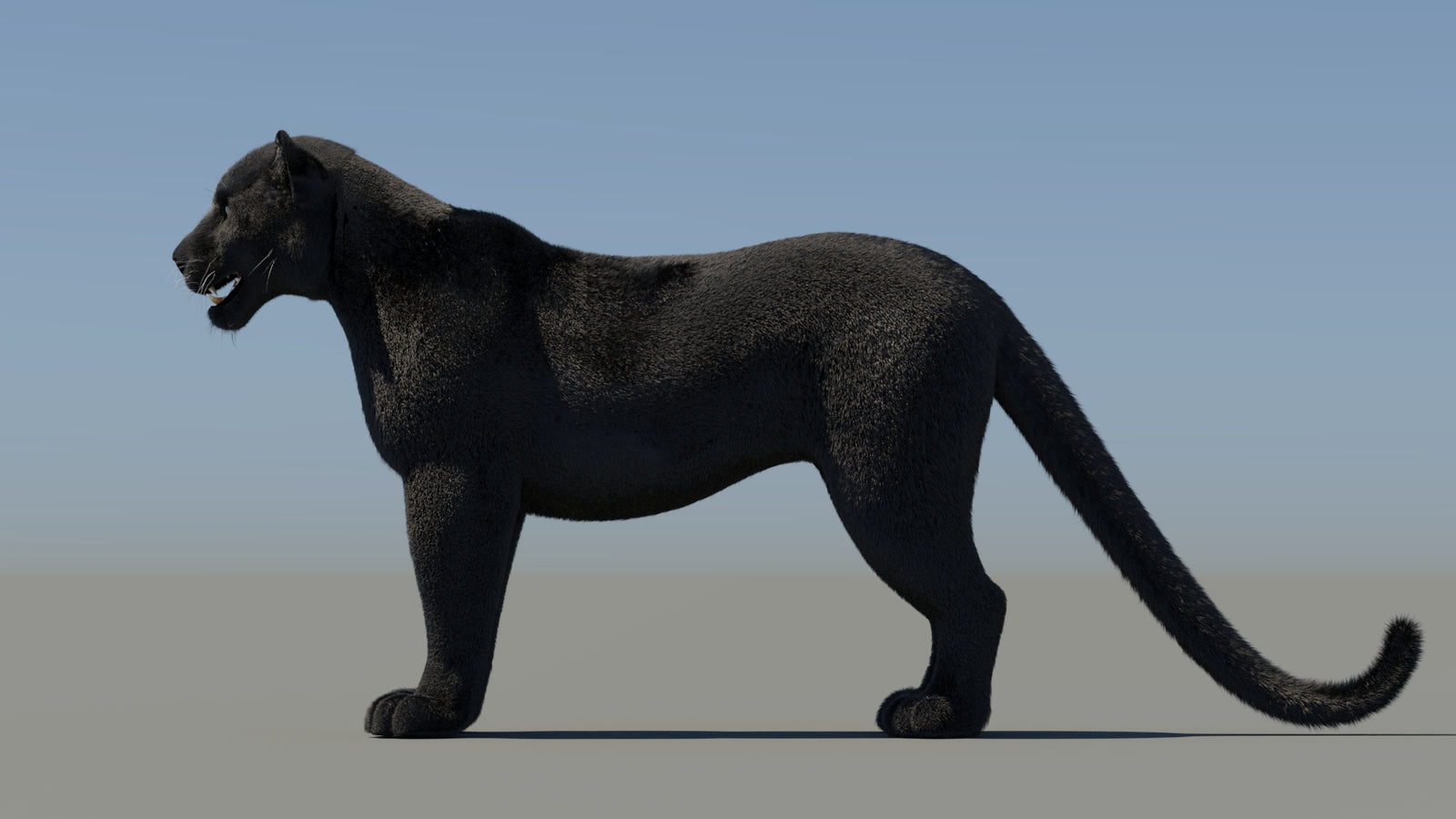 Black Panther 3D Model with Fur 360° view 2 frame 28