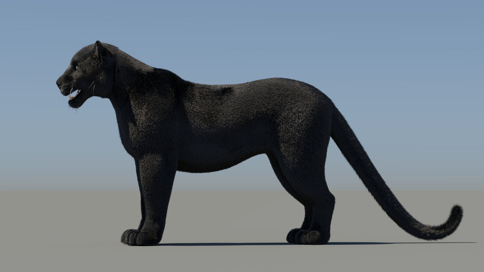 Black Panther 3D Model with Fur 360° view 2 frame 29