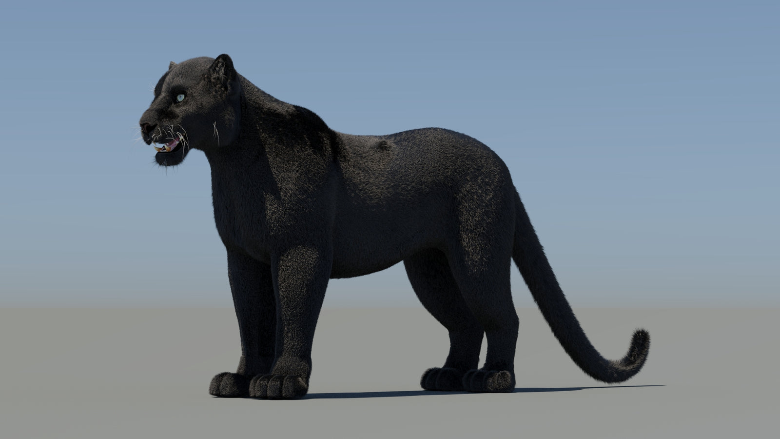 Black Panther 3D Model with Fur 360° view 2 frame 32