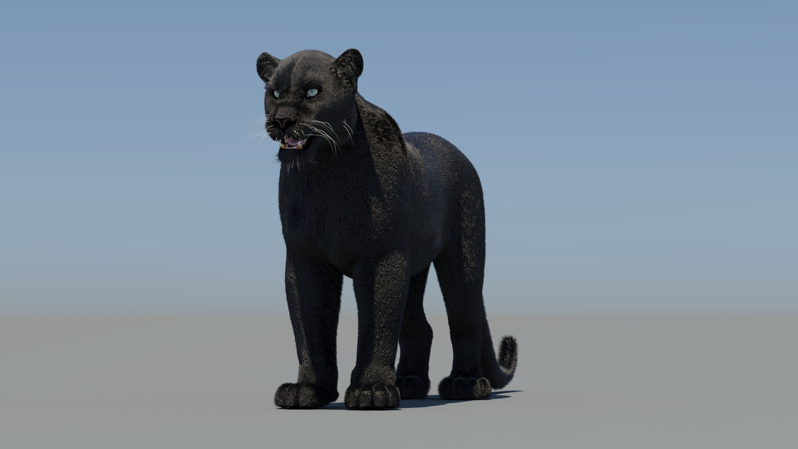 Rigged Black Panther 3D Model with Fur 360° view 1 frame 35