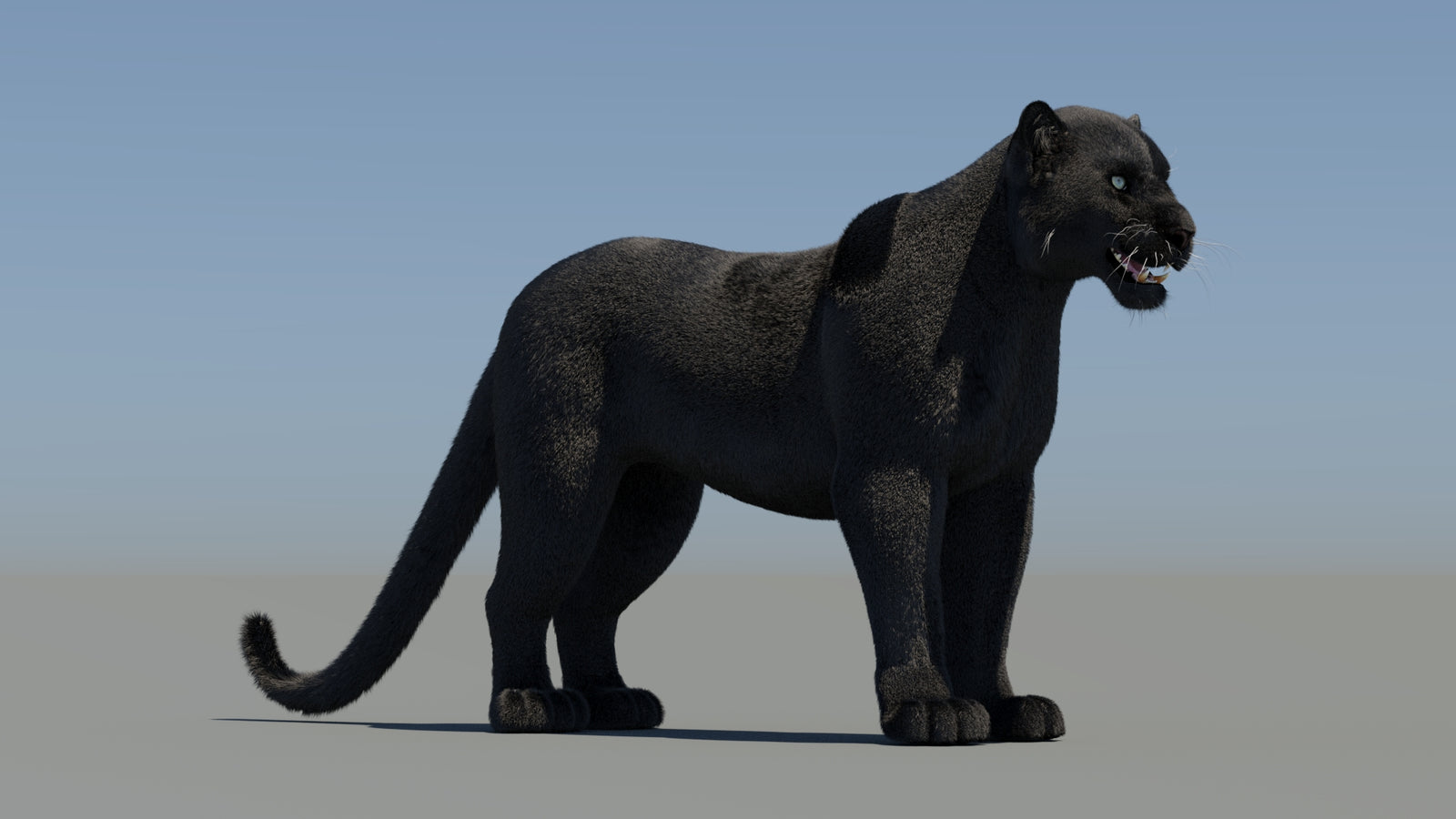 Animated Black Panther 3D Model Fur 360° view 1 frame 6