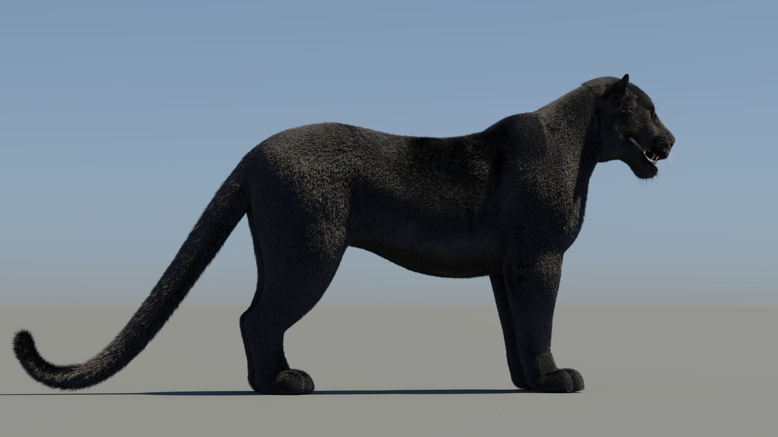 Animated Black Panther 3D Model Fur 360° view 1 frame 11