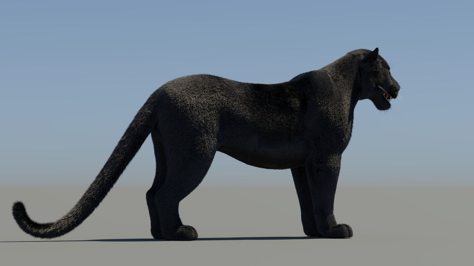 Animated Black Panther 3D Model Fur 360° view 1 frame 12