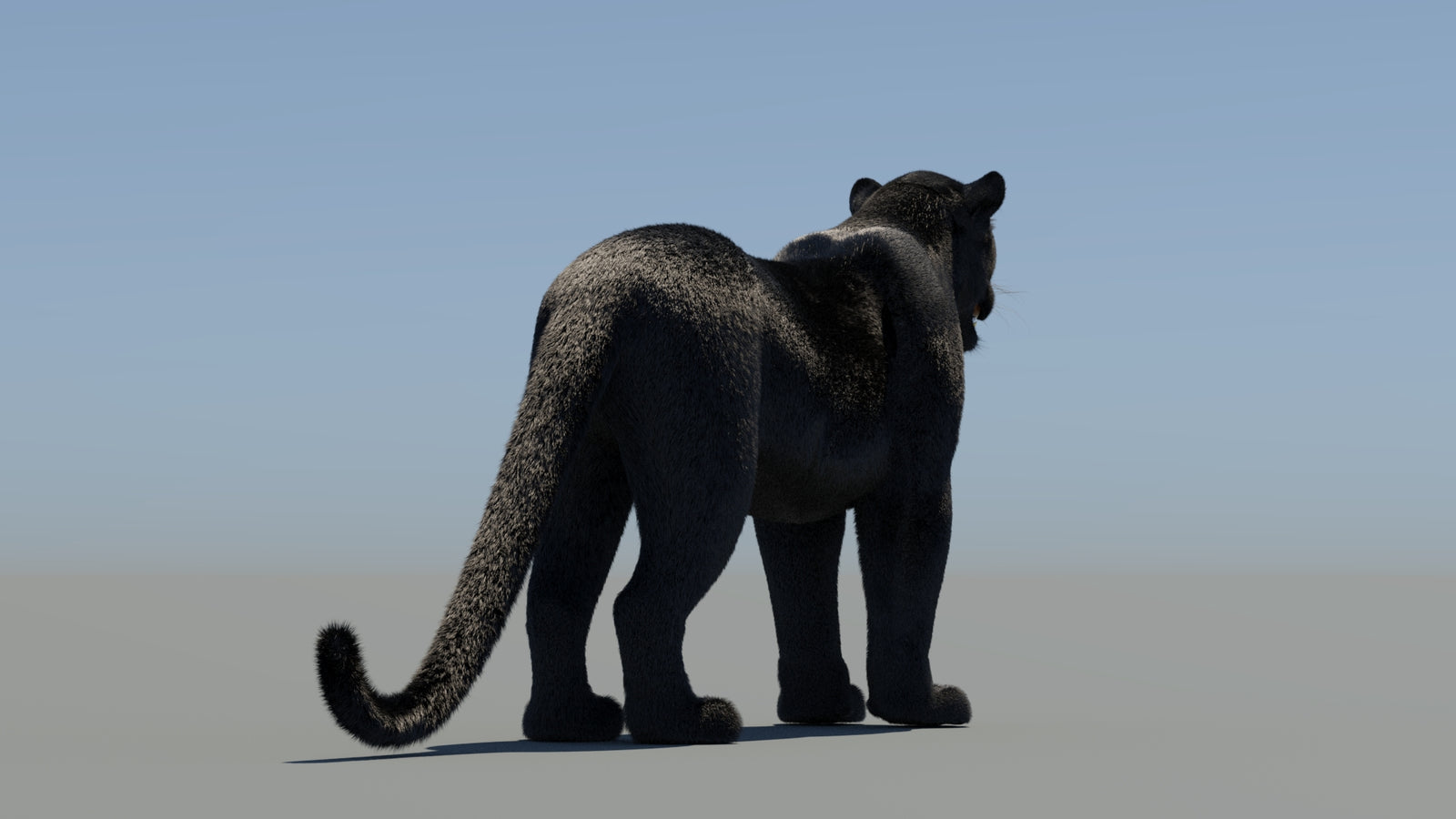 Animated Black Panther 3D Model Fur 360° view 1 frame 16