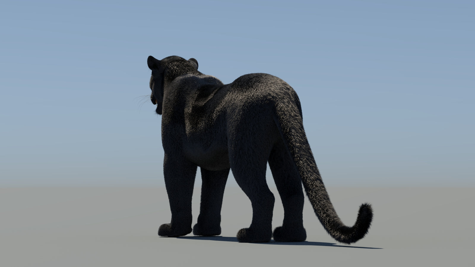 Animated Black Panther 3D Model Fur 360° view 1 frame 22